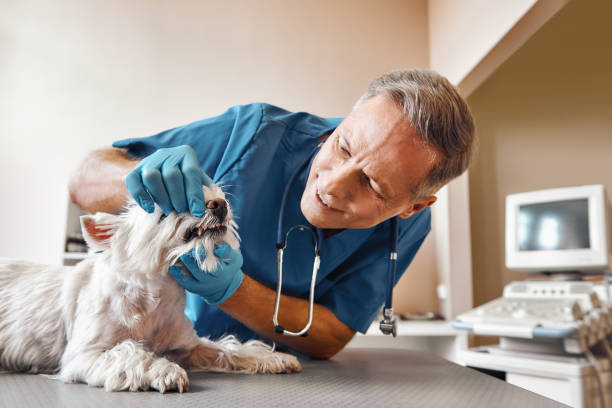 Best After-Hours Emergency Dentist in Reidland, KY